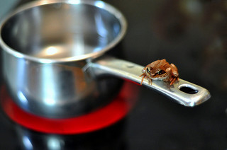 Frog in hot water